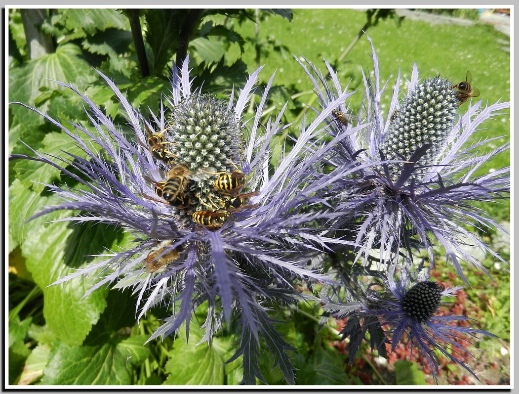 FLEURS DE NOS MONTAGNES No2 