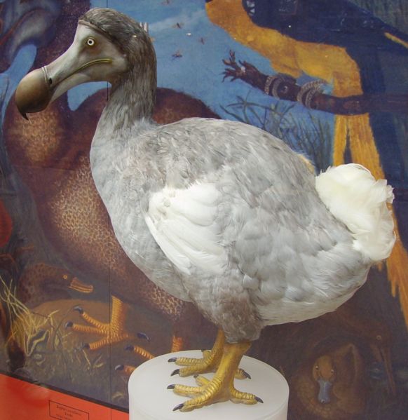 Un Zoutils sur le Dodo