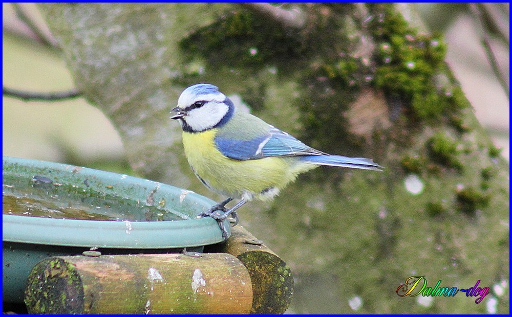 mésange bleu