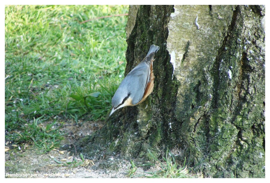 Sittelle du jardin 