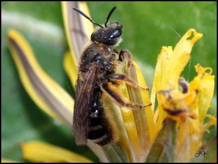 Lasioglossum