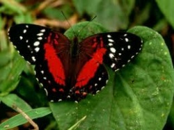 photos de papillons
