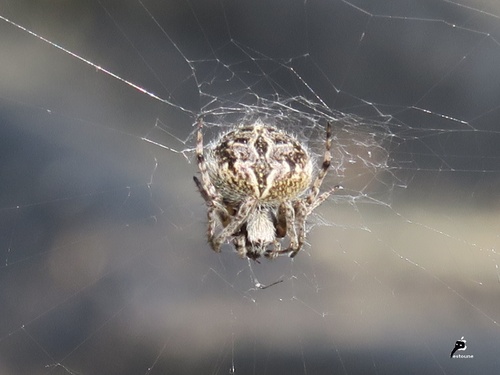 Epeire de velours (Agalenatea redii )