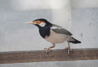 Jenis Jenis Burung Kicau Termahal Kalla Mander