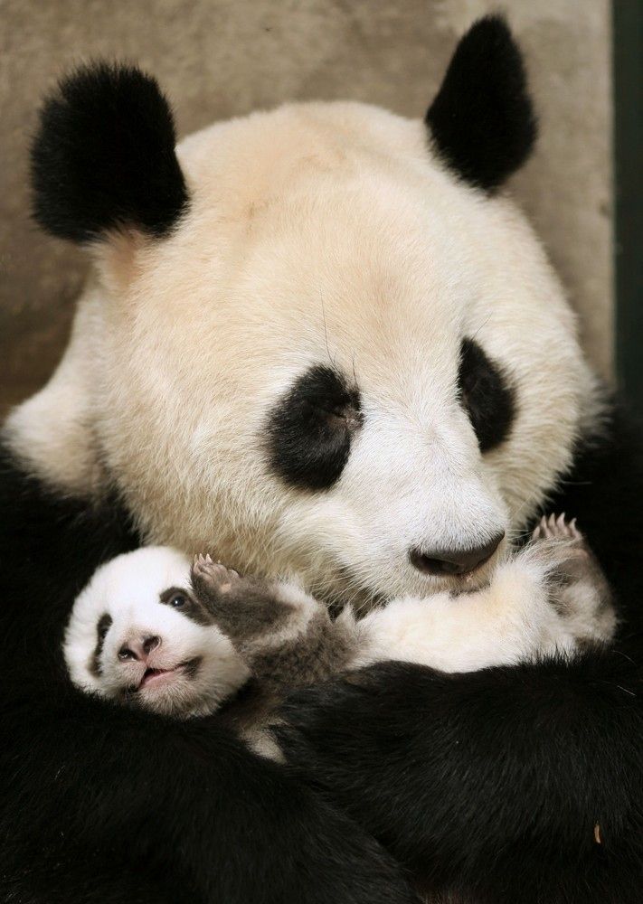 pandas et pousses de bambou mitsouko au cp pandas et pousses de bambou mitsouko au cp
