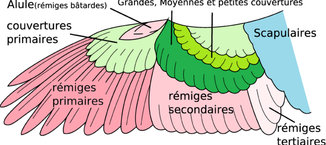 schéma descriptif de l'aile du pigeon 