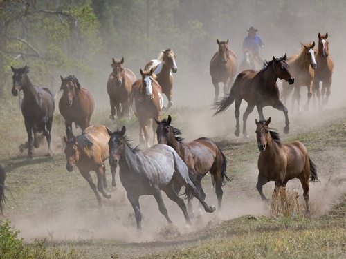 Horses in Montana