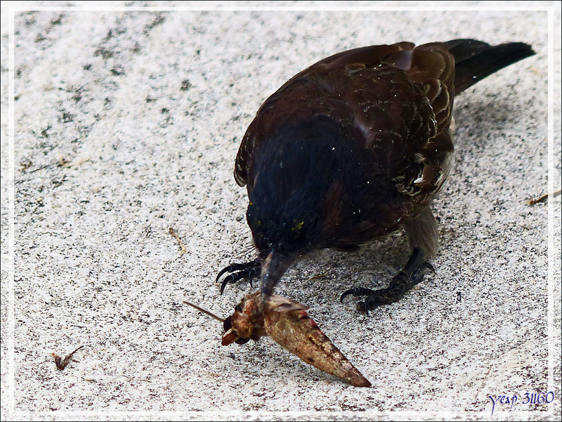 Le Bulbul à ventre rouge et le malheureux papillon de nuit - Huahine - Polynésie française