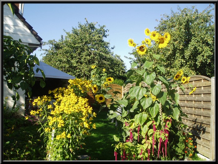 coucou **voila du soleil   pour la fin de l été      ((les derniere fleurs de mon jardin ))