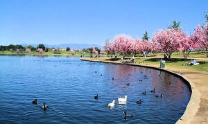 rainbow cherry blossoms swans lake 