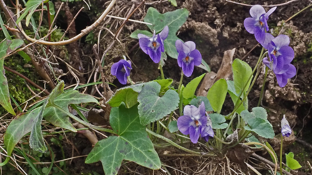 violettes et euphorbes, sur un chemin du monastère 8/6