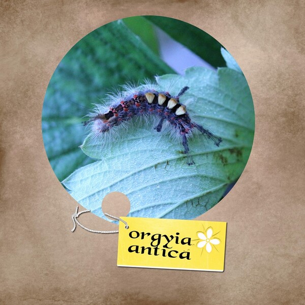 Orgyia antiqua