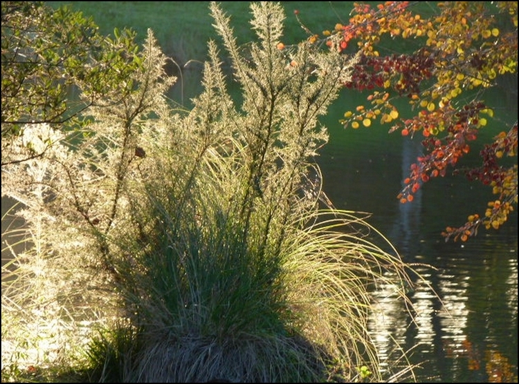 Etang  de Sainte Foy dans les Landes