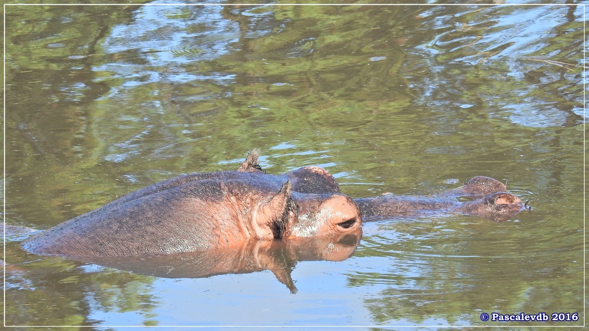 Zoo du Bassin d'Arcachon - Août 2016 - 9/15