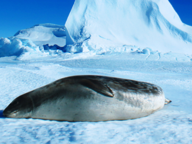 Musée des Confluences Lyon - Antartica