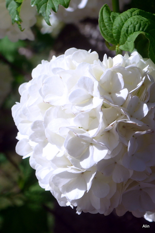 Le boule de neige du voisin est en fleur !