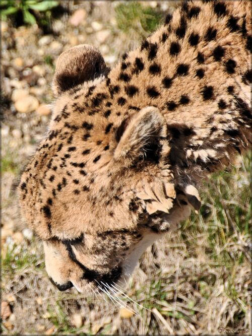 Photos de guépard du zoo de Pessac