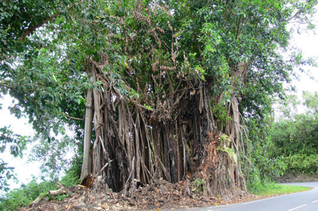Ficus géant
