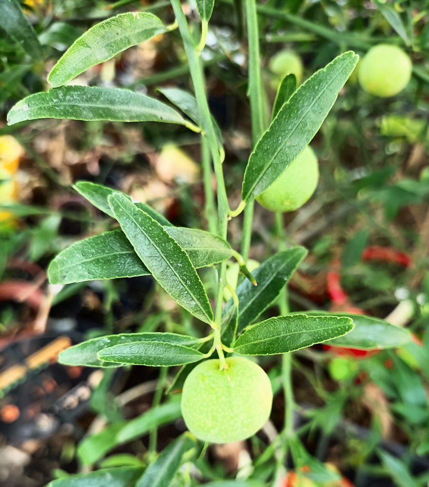 Variété d'agrumes : l'orange caviar...