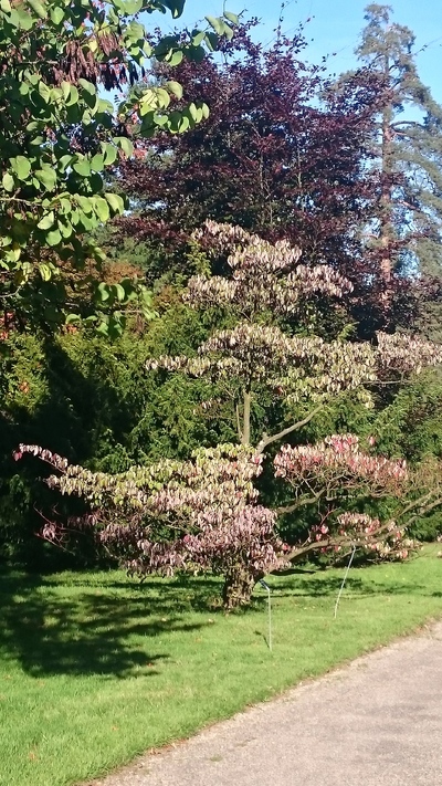 L'arboretum de Chatenay Malabry (1)