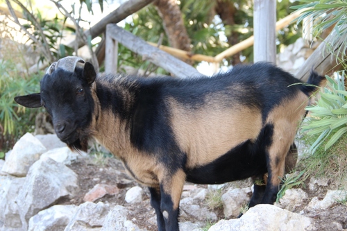 chats de Capri et autres bestioles