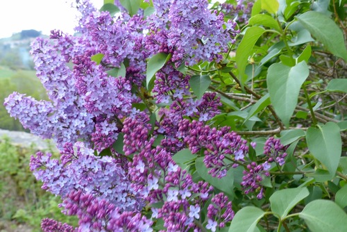 lilas :