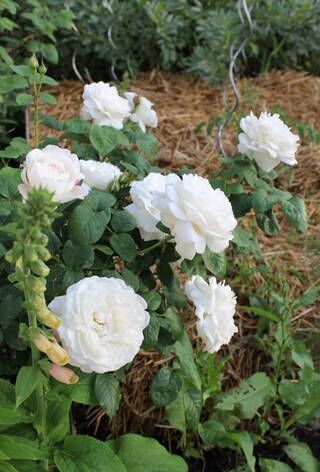 Potager fleuri : rosier blanc 'Winchester Cathedral' en bordure