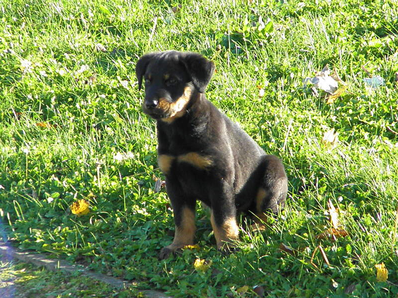 Première sortie au parc pour Faust le beauceron