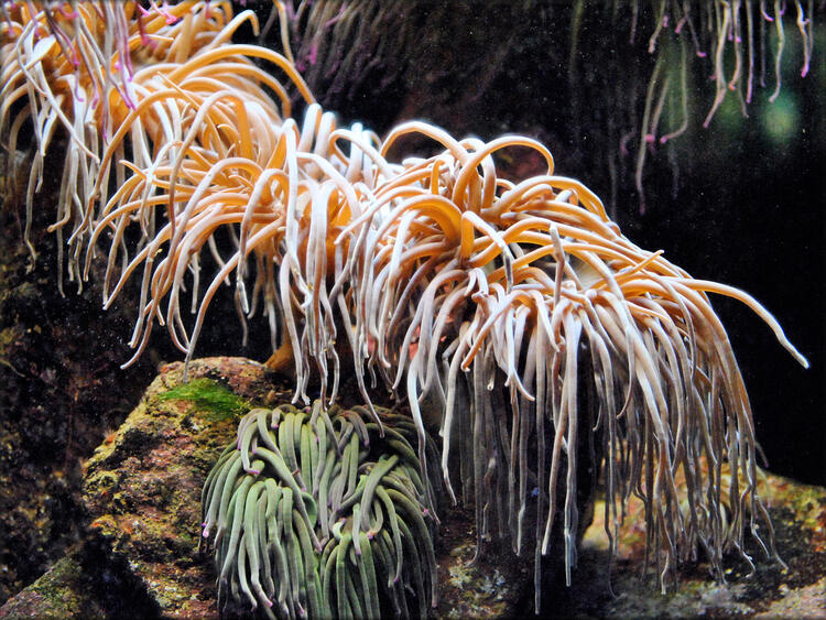 Photos de l'aquarium tempéré - Océanopolis Brest