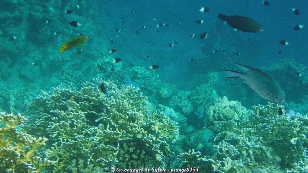 MARSA ALAM ÉGYPTE POISSONS 