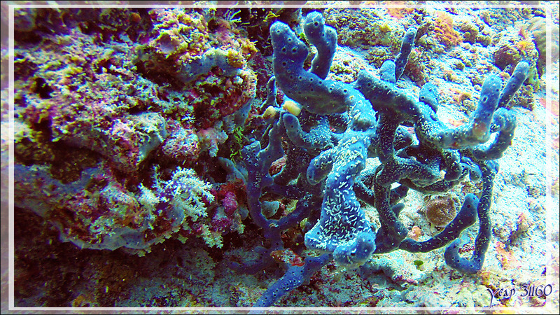 Spongiaire éponge-corde érigée bleue - Moofushi Kandu - Atoll d'Ari - Maldives