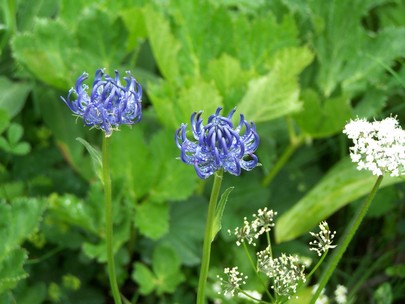 fleurs de montagne