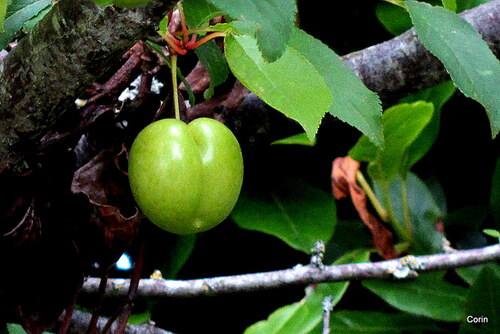 Des prunes vertes