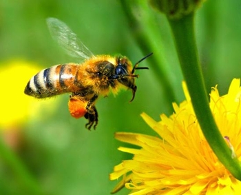 abeille 1