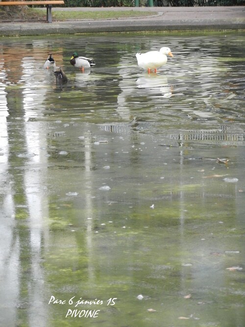 PETIT TOUR FRISQUET AU PARC