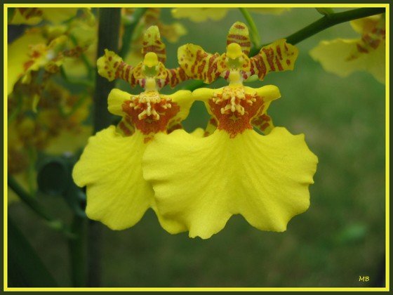 Orchidées : Fleurs d'Oncidium