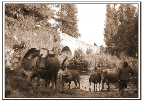 05 - Des vaches en cartes postales