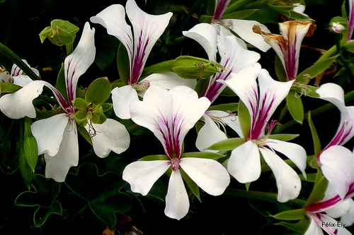 Des fleurs de géranium