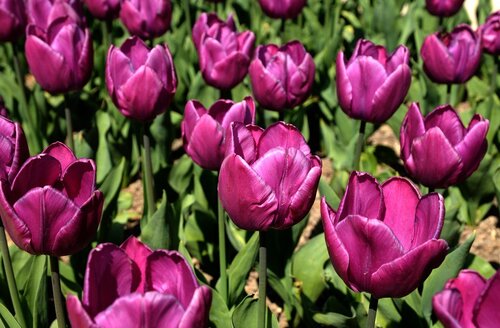 Fleurs cultivées : Tulipe