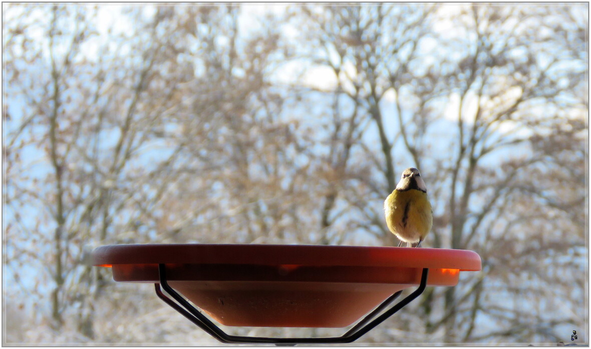 LES  OISEAUX  DE  PASSAGE 