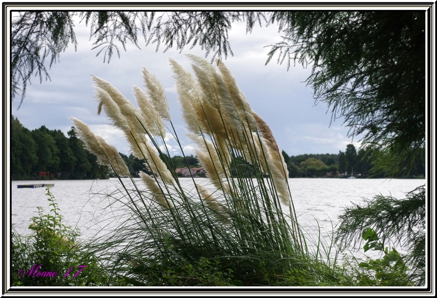 Le lac de Soustons    (landes)