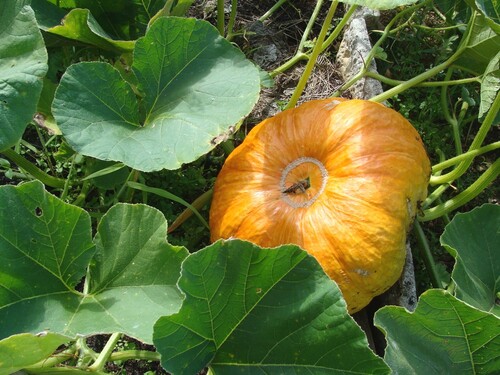 L'été aux Jardins Familiaux...