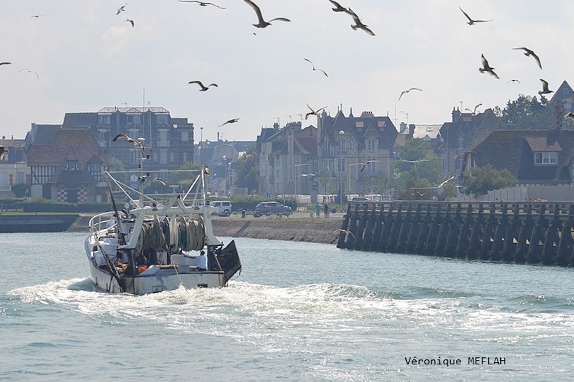 Calvados : été 2018 : Trouville-sur-Mer : Retour de pêche