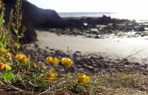 fleurs jaunes en bord de mer