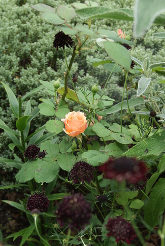 rose Paul Bocuse et scabieuse Chile Black 