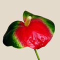 Anthurium "Amigo" à la fleur verte au coeur rouge par Karin
