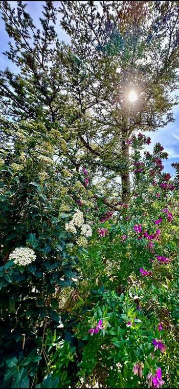 dans les environs de Soller - 