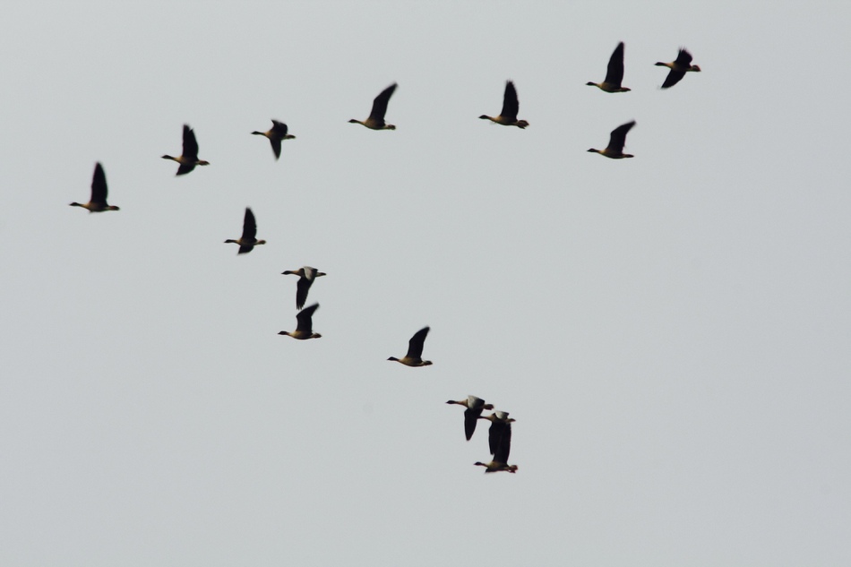 Les oies, dernier couplet