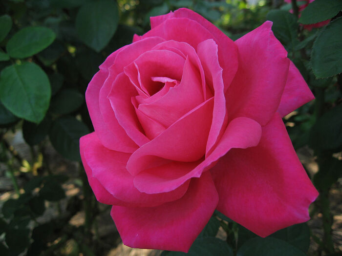 ROSE DE JUILLET