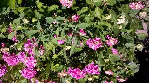 Hortensias